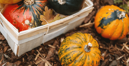 Pumpkins ready for an Autumn-inspired backyard during fall